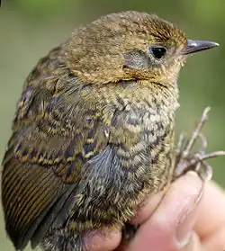 Image showing a juvenile Perijá tapaculo