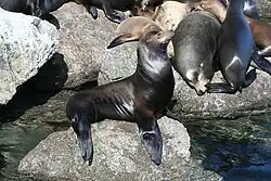 A sea lion at Monterey Breakwater