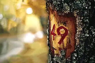 Quercus pyrenaica marked for logging near the N-110 (1976)