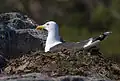 Gull incubating eggs in Pälkäne, Finland