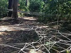 Fernanda Gomes,, Sem Título