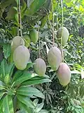 Semi-ripe Malihabadi Dusseheri Mangoes