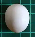 Senegal parrot egg (on 1 cm grid)