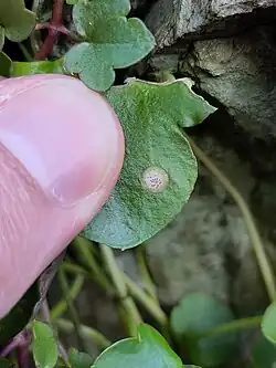 Septoria cymbalariae on Cymbalaria muralis.