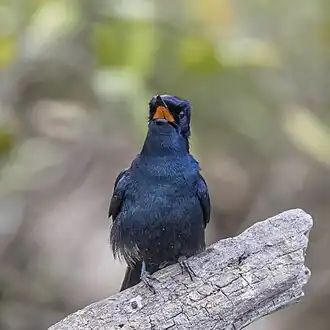 M. a. wardelli, male, showing orange throat
