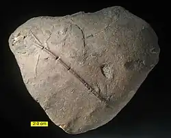 Fossiliferous siderite concretion from the Lower Carboniferous