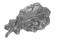 Silver oak leaf cluster