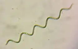 A single Spirulina ("Limnospira platensis") colony