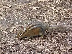 Brown chipmunk