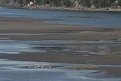 Gulls feeding on mudflats in Skagit Bay, Washington, United States
