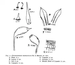 Illustration containing seven sub-sections labeled "Plant x 1", Leaves x 40", "Lid x 40", "Calyptra x 220", "Capsules x 40", "Annulus x 220", and "Mouth (Rim) of Capsule x 220". The numbers appear to be magnifications.