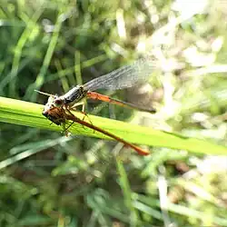 Small red damselfly