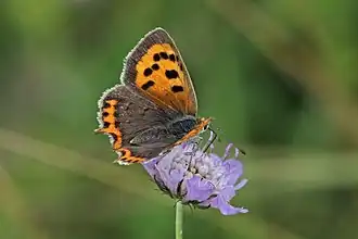 female L. p. eleus Buckinghamshire