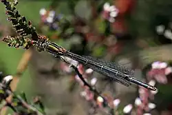 female form melanogastrum dorsal view