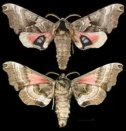 Smerinthus jamaicensis