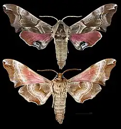 Smerinthus kindermannii