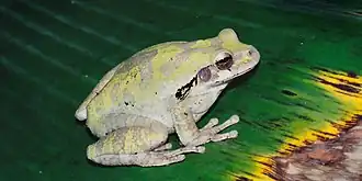 Mexican treefrog (Smilisca baudinii), municipality of Gómez Farías, Tamaulipas (8 August 2004).