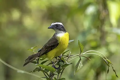 M. s. texensis Petén, Guatemala