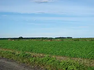 Soy plantation in Barreiras