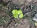 Young Solenostemon coleus seedlings growing in a pot.
