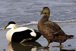 Common eider Somateria mollissima ederfugl