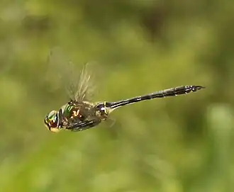 male in flight