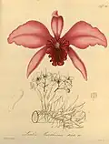 Botanical illustration