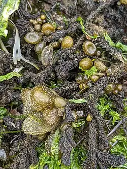 Photograph of Soranthera ulvoidea