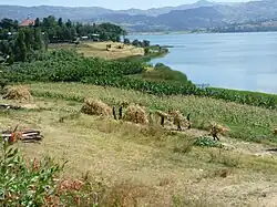 Sorghum harvest at the shore of Lake Hayq, Ethiopia, 2012