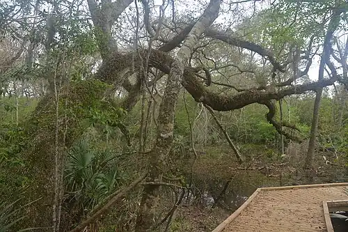 A southern live oak with resurrection fern on the San Bernard Oak Trail boardwalk.