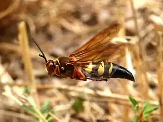 Eastern cicada killer hover patrol