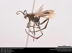 A. submetallica (male)