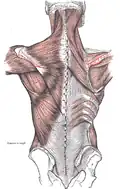 Spine of scapula labeled in red, showing muscles attached to it