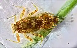 brownish-orange spiny crawler mayfly larva