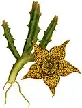 Botanical illustration