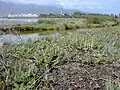 Portulaca molokiniensis growing at Kanaha Pond
