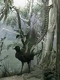 A male superb lyrebird museum specimen