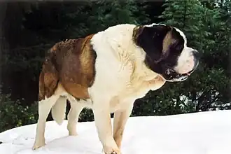 Longhaired St. Bernard