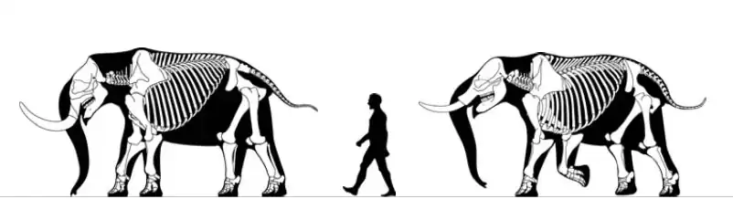 Notiomastodon and Stegomastodon