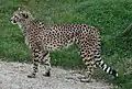 Cheetah within the zoo (November 2006)