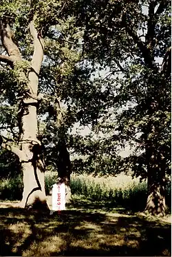 Four ancient oak trees ( 1500) near Păltiniș. Photo 1995.