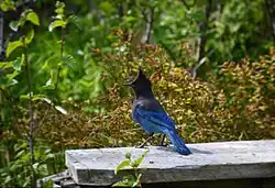 Western-variety Steller's jay, with all-dark head, in Alaska Maritime National Wildlife Refuge.