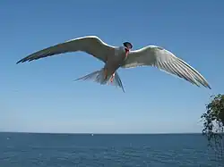 Hovering and screaming to deter intruders on Great Gull Island