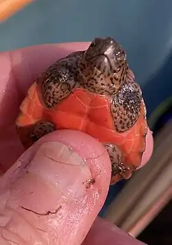 Young turtle plastron, Florida