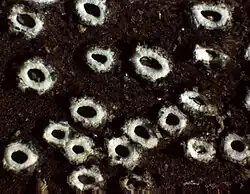 Multiple round lichen apothecia with dark centres and pale rims on dark substrate