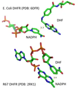 Structure difference of substrate binding in EcDHFR and R67 DHFR