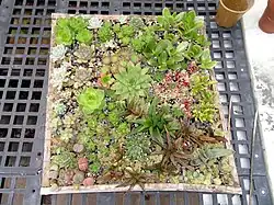 Succulent display.