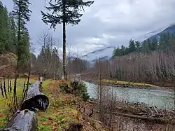 A wet mossy riverbank with forest and mountains beyond