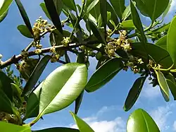 "flowers and foliage"