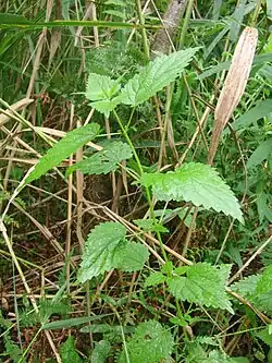 Plant with ovate, toothed green leaves